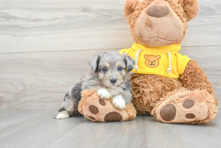 Aussiechon Pup Being Cute