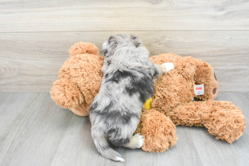 Smart Aussiechon Designer Pup