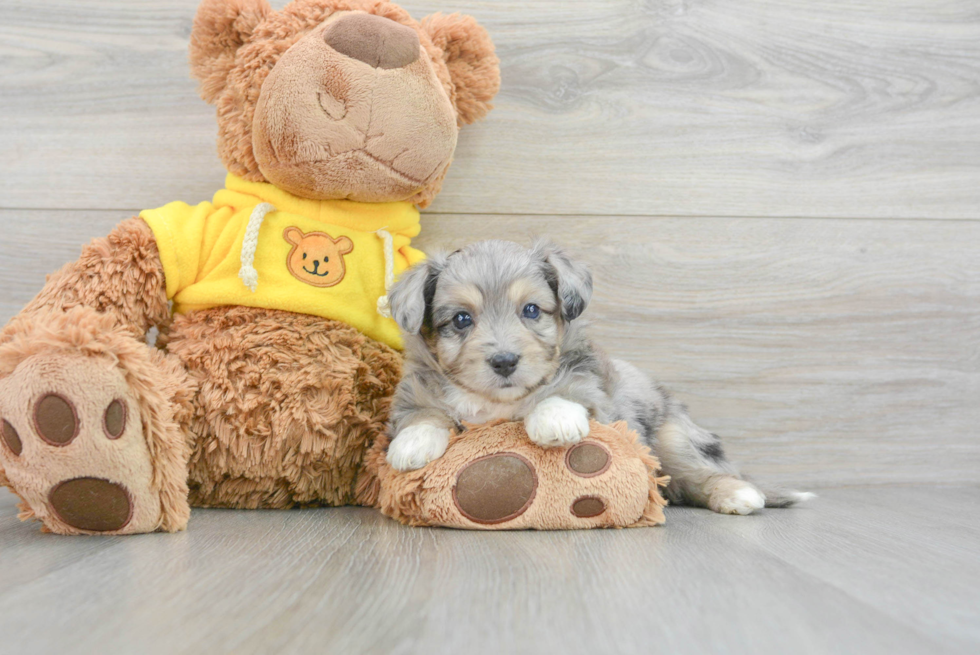 Fluffy Aussiechon Designer Pup