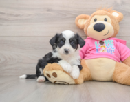 7 week old Aussiechon Puppy For Sale - Seaside Pups
