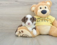 6 week old Aussiechon Puppy For Sale - Seaside Pups