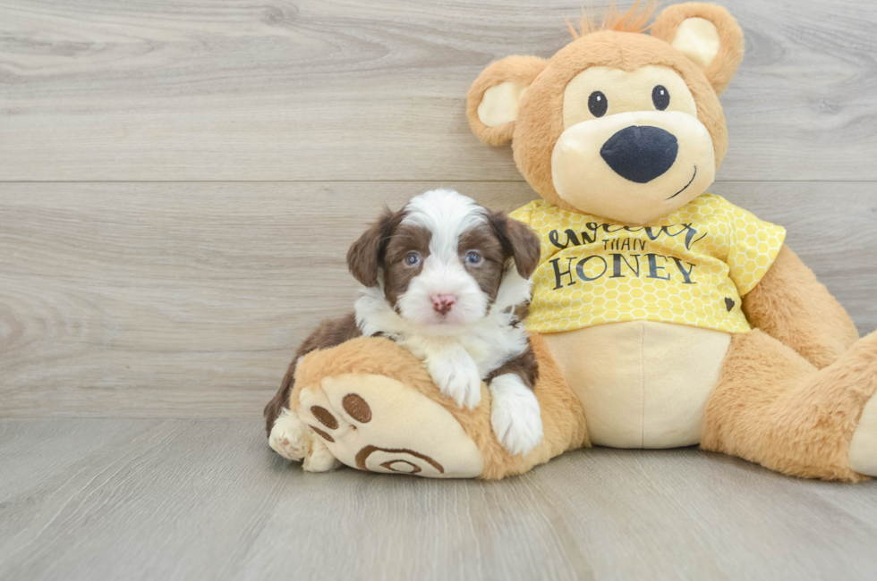 6 week old Aussiechon Puppy For Sale - Seaside Pups