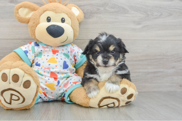 Aussiechon Puppy for Adoption