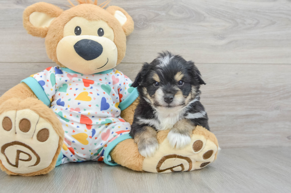 5 week old Aussiechon Puppy For Sale - Seaside Pups