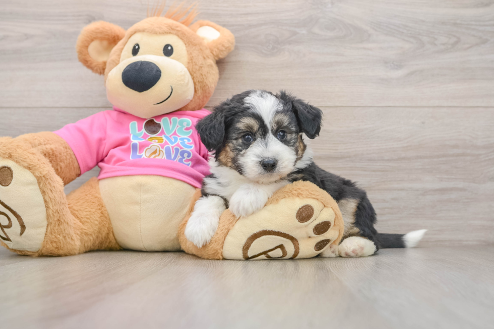 Aussiechon Puppy for Adoption