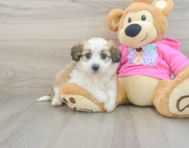 6 week old Aussiechon Puppy For Sale - Seaside Pups