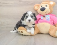 7 week old Aussiechon Puppy For Sale - Seaside Pups