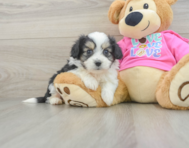 6 week old Aussiechon Puppy For Sale - Seaside Pups