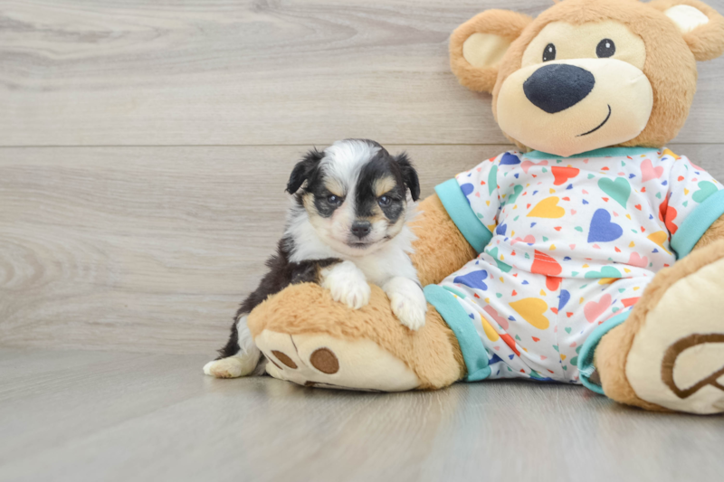 Meet Nikola - our Aussiechon Puppy Photo 1/3 - Seaside Pups