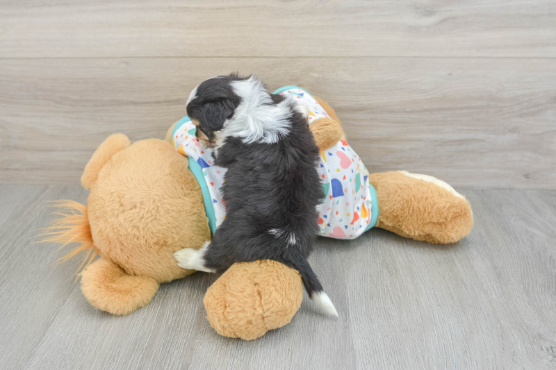 Meet Nikola - our Aussiechon Puppy Photo 2/3 - Seaside Pups