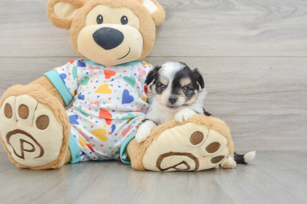 5 week old Aussiechon Puppy For Sale - Seaside Pups