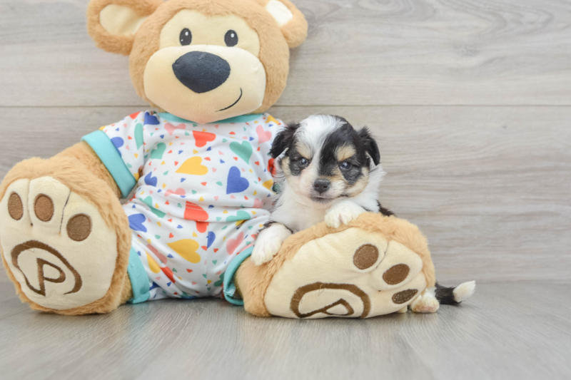 Meet Nikola - our Aussiechon Puppy Photo 3/3 - Seaside Pups