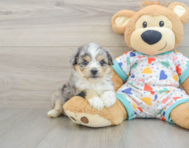 8 week old Aussiechon Puppy For Sale - Seaside Pups