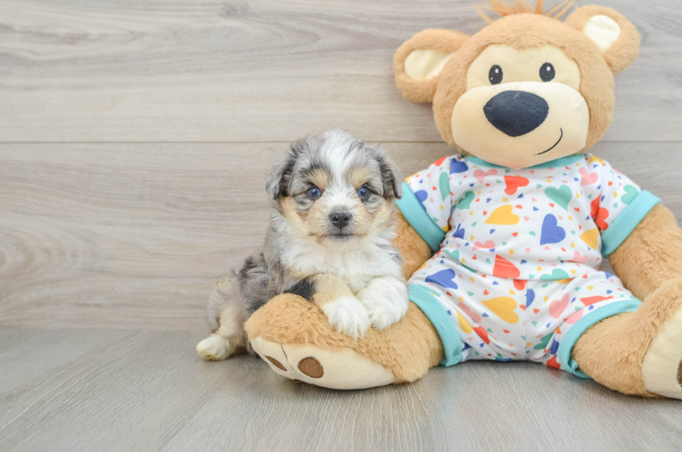 5 week old Aussiechon Puppy For Sale - Seaside Pups