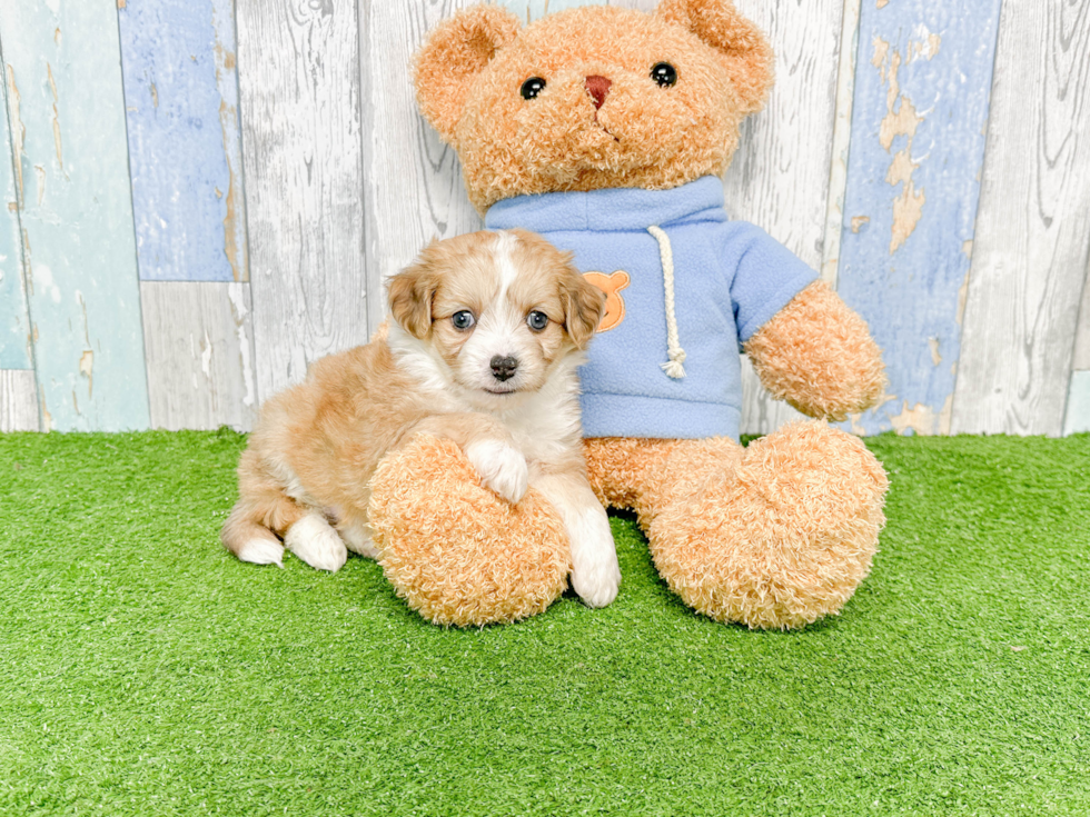 Fluffy Aussiechon Designer Pup