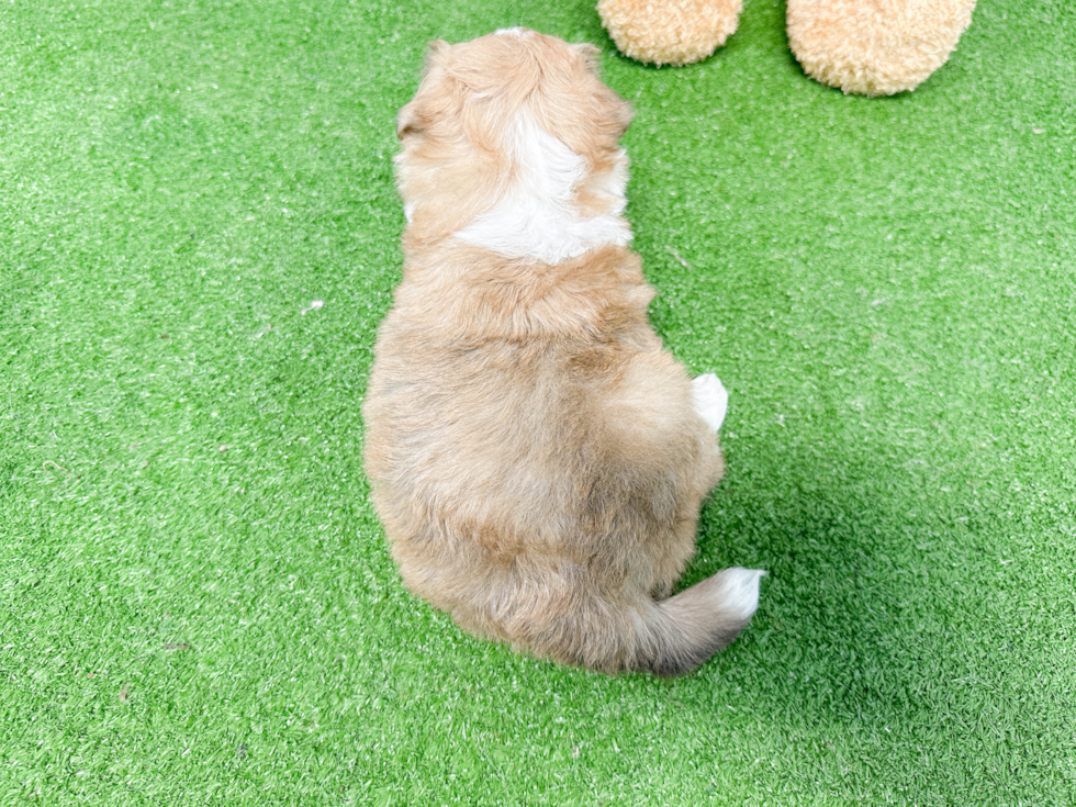 Aussiechon Puppy for Adoption