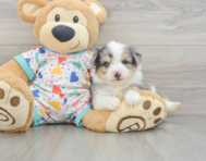 8 week old Aussiechon Puppy For Sale - Seaside Pups