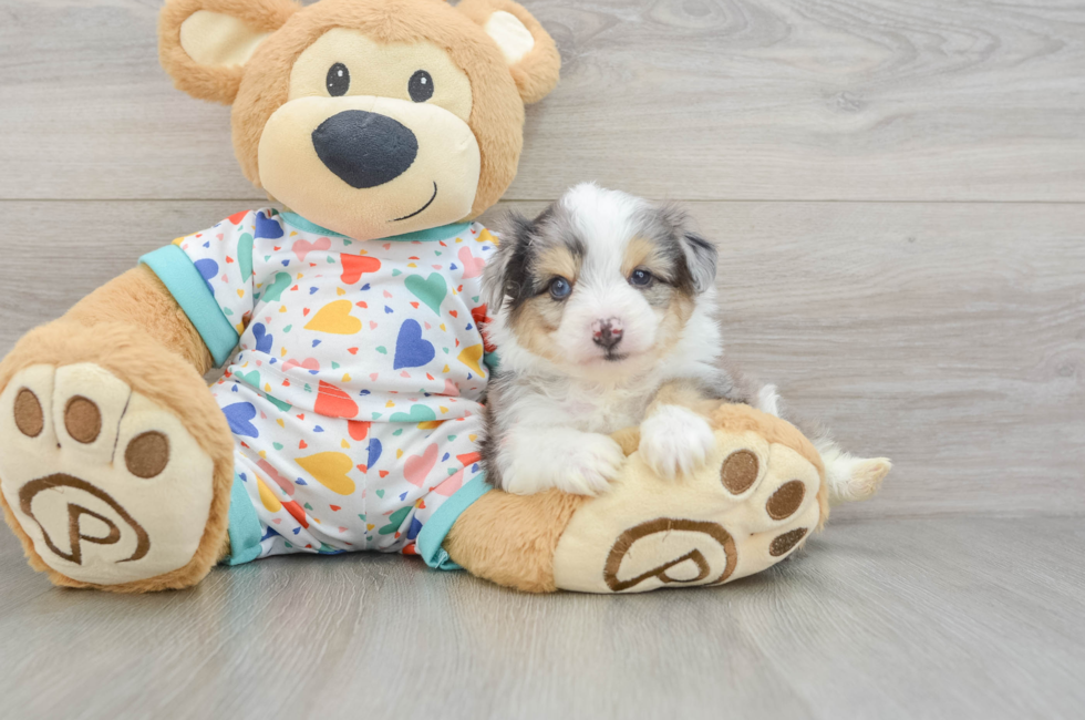 5 week old Aussiechon Puppy For Sale - Seaside Pups