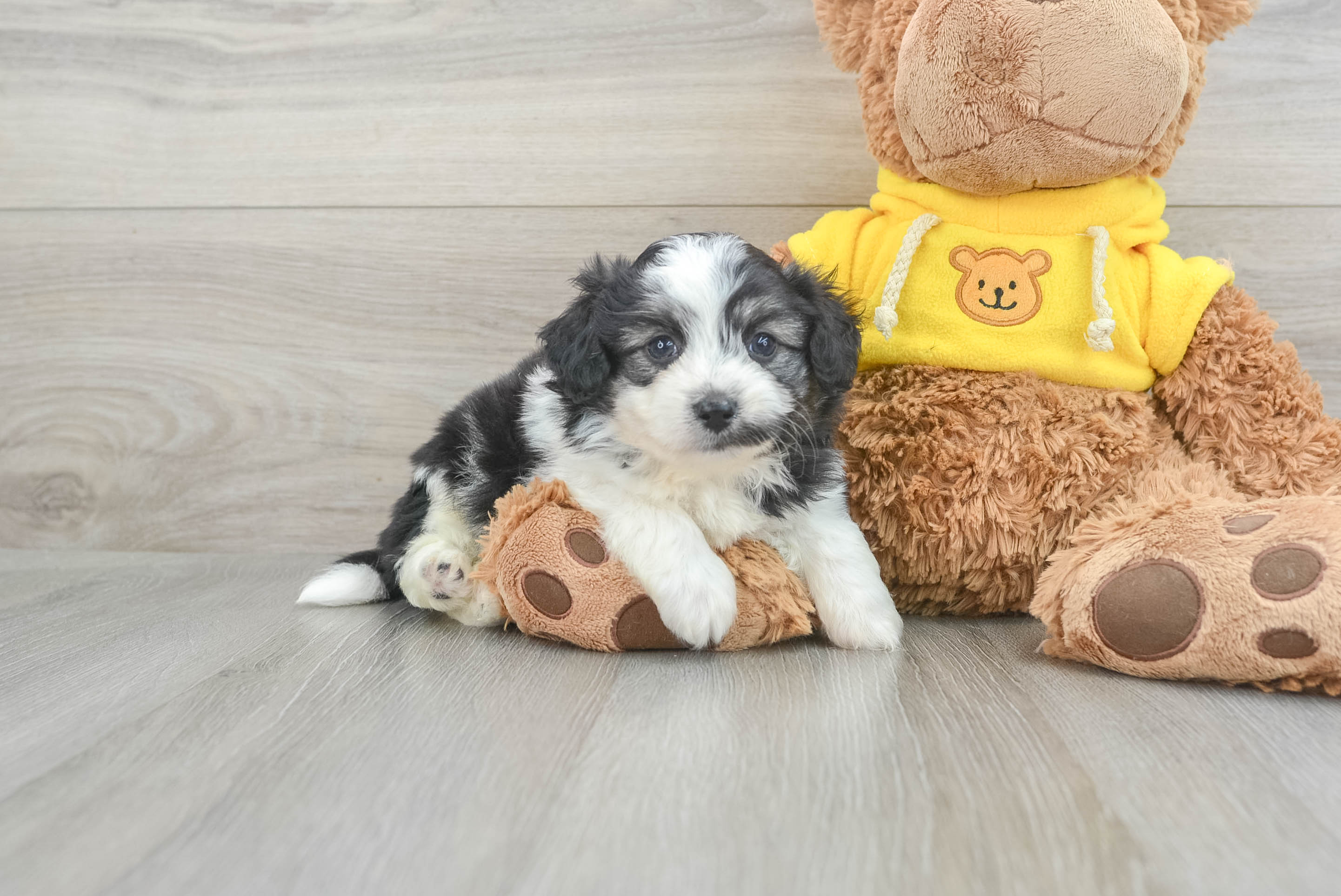 Aussiechon Puppy for Adoption