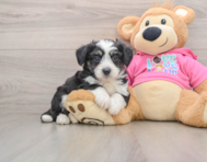 5 week old Aussiechon Puppy For Sale - Seaside Pups