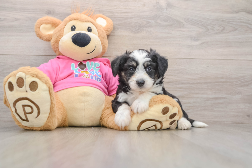 Petite Aussiechon Designer Pup