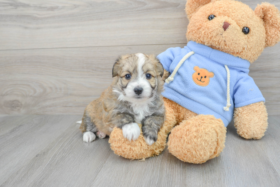 Meet Olaf - our Aussiechon Puppy Photo  1/3 - Seaside Pups Adorable Australian Designer Puppy