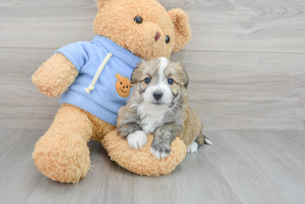 Meet Olaf - our Aussiechon Puppy Photo  2/3 - Seaside Pups Playful Australian Designer Puppy