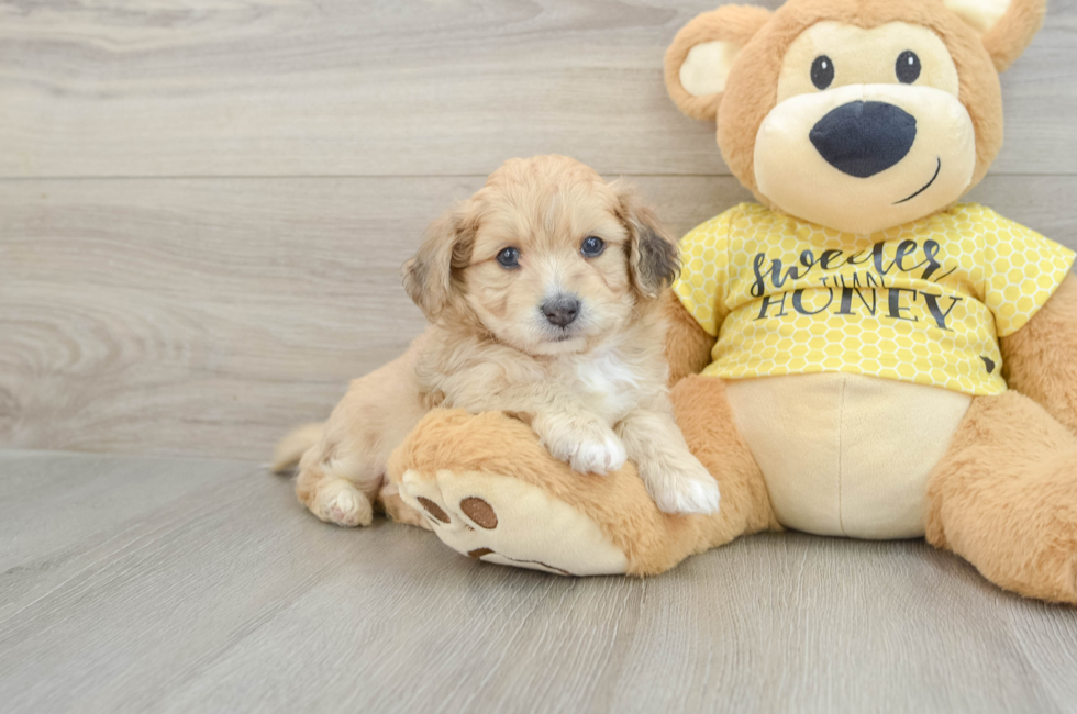 5 week old Aussiechon Puppy For Sale - Seaside Pups