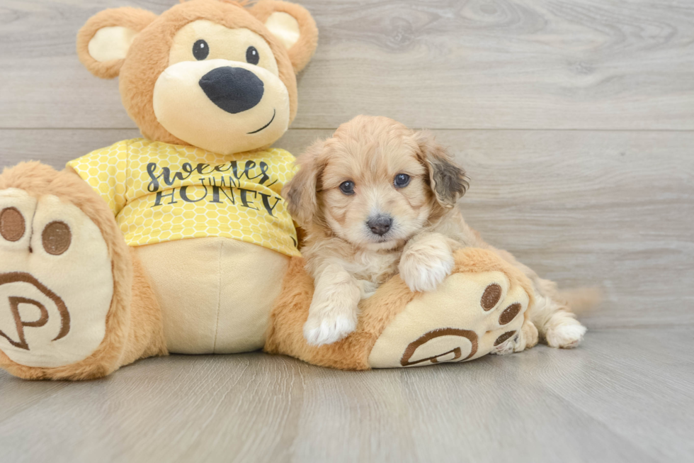 Aussiechon Puppy for Adoption