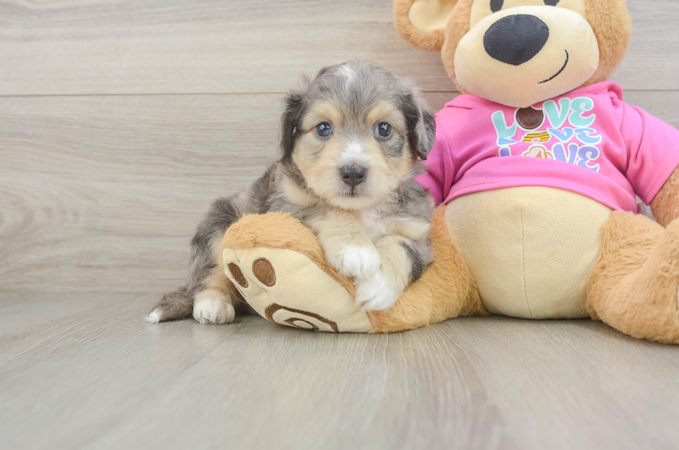 5 week old Aussiechon Puppy For Sale - Seaside Pups