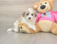 6 week old Aussiechon Puppy For Sale - Seaside Pups