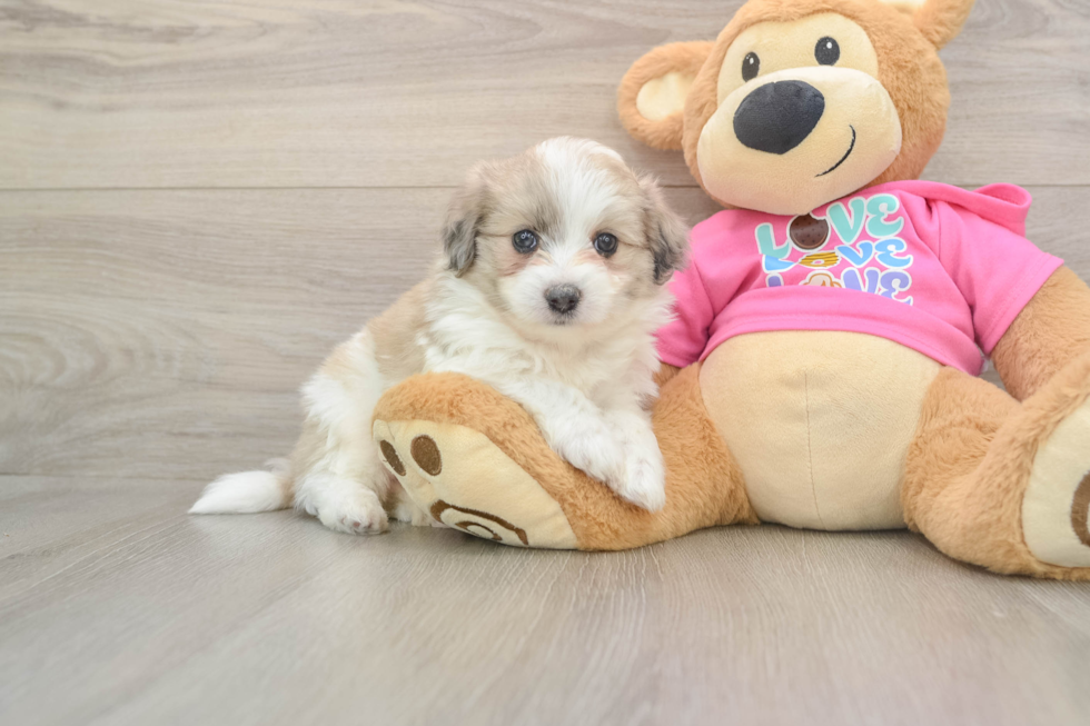 Best Aussiechon Baby