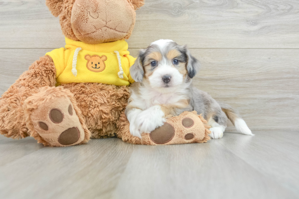 Aussiechon Pup Being Cute