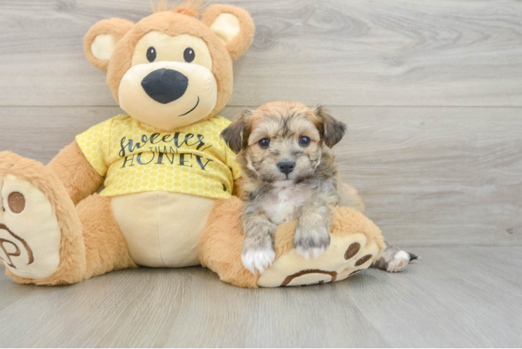 Aussiechon Puppy for Adoption
