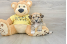 Aussiechon Puppy for Adoption