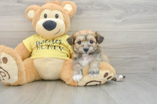 Aussiechon Puppy for Adoption
