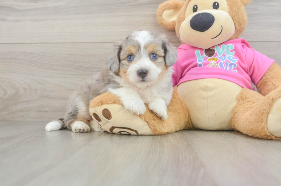 5 week old Aussiechon Puppy For Sale - Seaside Pups
