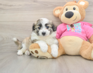 6 week old Aussiechon Puppy For Sale - Seaside Pups