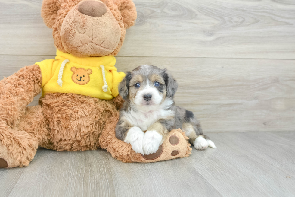 Adorable Aussie Bichon Designer Puppy