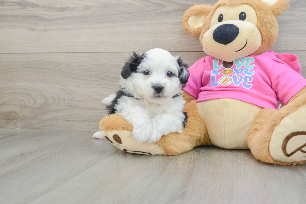 Aussiechon Puppy for Adoption