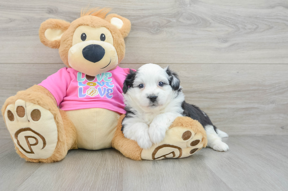 6 week old Aussiechon Puppy For Sale - Seaside Pups