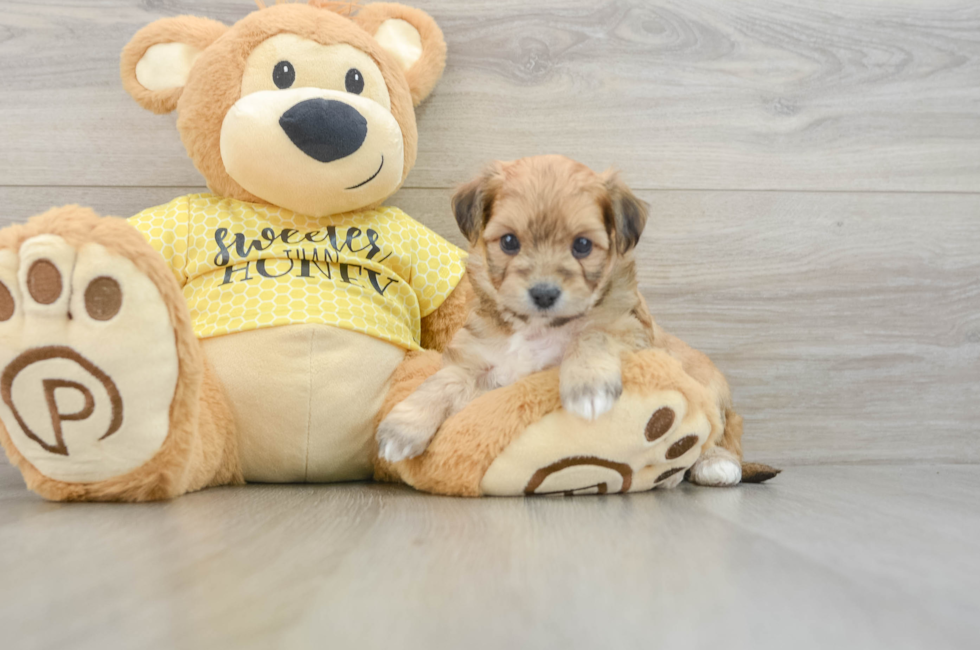 5 week old Aussiechon Puppy For Sale - Seaside Pups