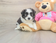 6 week old Aussiechon Puppy For Sale - Seaside Pups