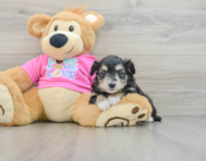 7 week old Aussiechon Puppy For Sale - Seaside Pups