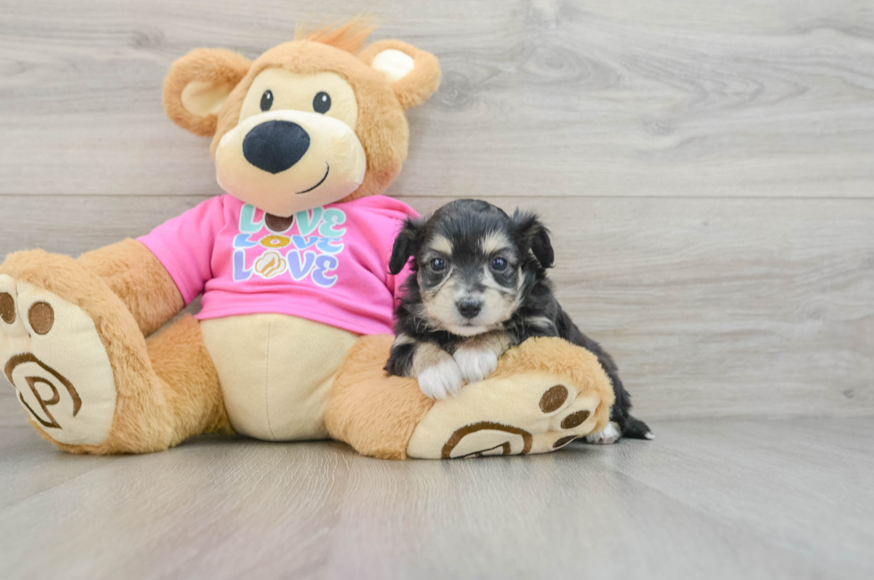 6 week old Aussiechon Puppy For Sale - Seaside Pups