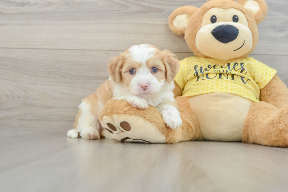 Smart Aussiechon Designer Pup