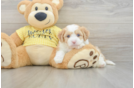 Best Aussiechon Baby