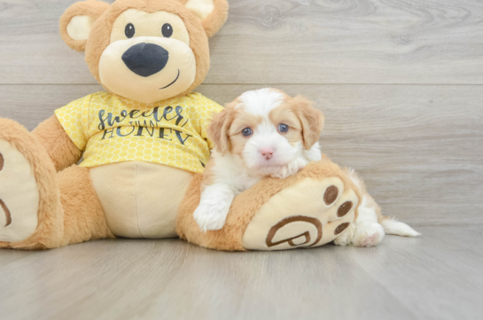 Best Aussiechon Baby