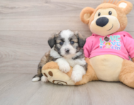 6 week old Aussiechon Puppy For Sale - Seaside Pups