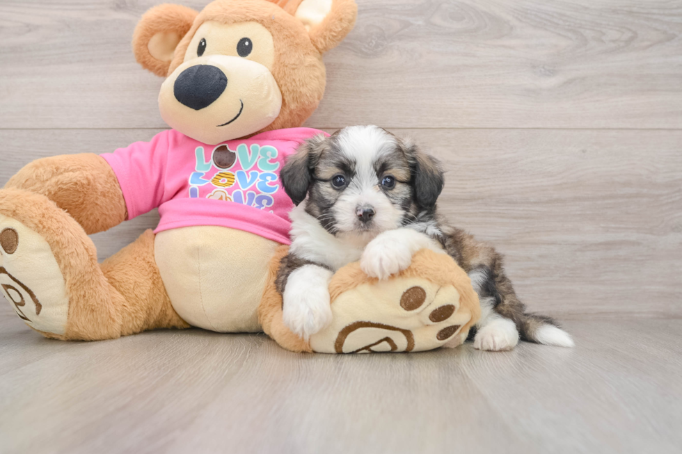 Aussiechon Puppy for Adoption